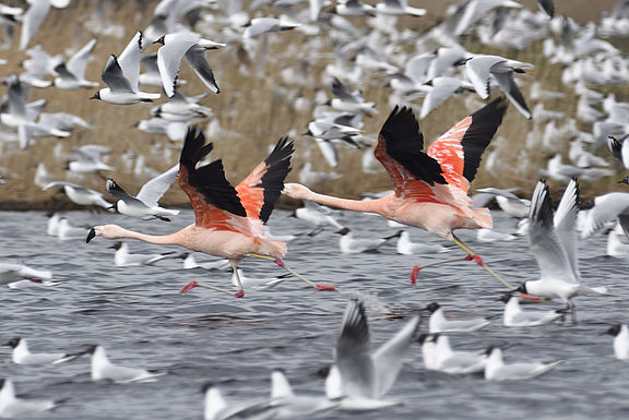 Auffliegende Chile-Flamingos im Lachmöwensee, im Hintergrund sind sehr viele Lachmöwen fliegend und schwimmend zu sehen
