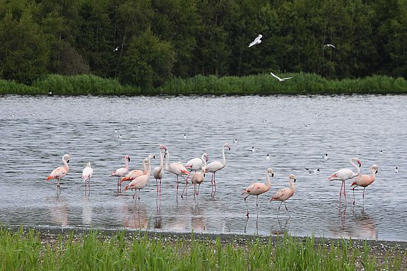_A023969_Flamingos-im-Lachmoewensee_C_Rueckriem.jpg  