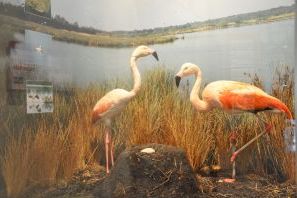 Ein Foto von zwei Flamingos, die vor einem Bild des Lachmöwensees stehen
