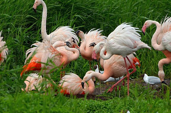 Brütende Flamingo-Kolonie