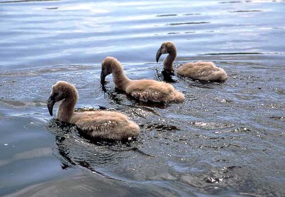 Drei Flamingokücken schwimmen im Wasser