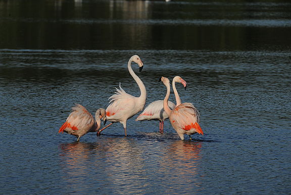 Vier Flamingos warten durch Flaches Wasser