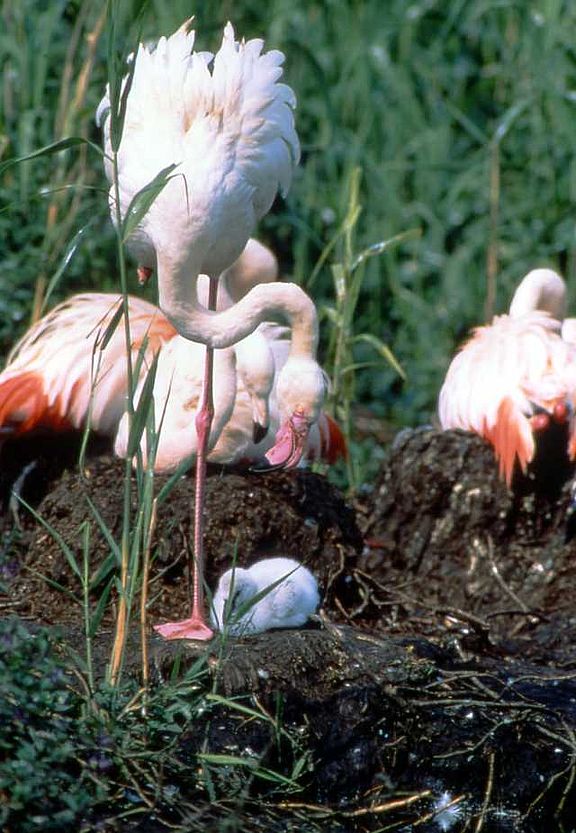 Ein Flamingo steht auf dem Nest über ein Junges, im Hintergrund drei weitere Flamingos sitzend auf ihrem Nest