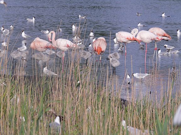 Flamingos_mit_Jungvögeln_Zwillbrocker_Venn_Christoph_Rückriem.jpg  