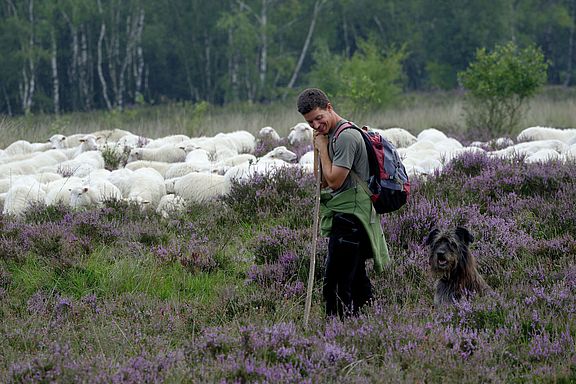Schäfer steht zusammen mit seinem Hütehund auf einer Heidefläche und bewacht seine Schafe die dort grasen.