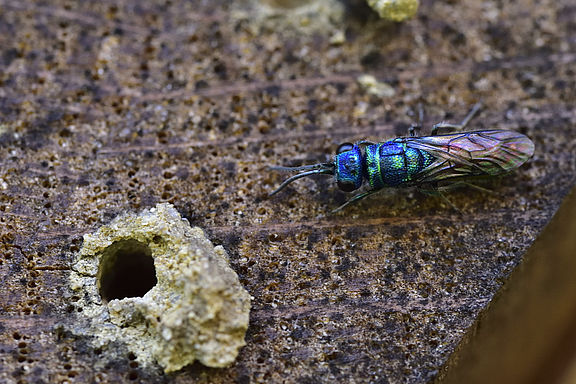 Eine blaue glänzende Wespe neben dem Eingang einer Höhle