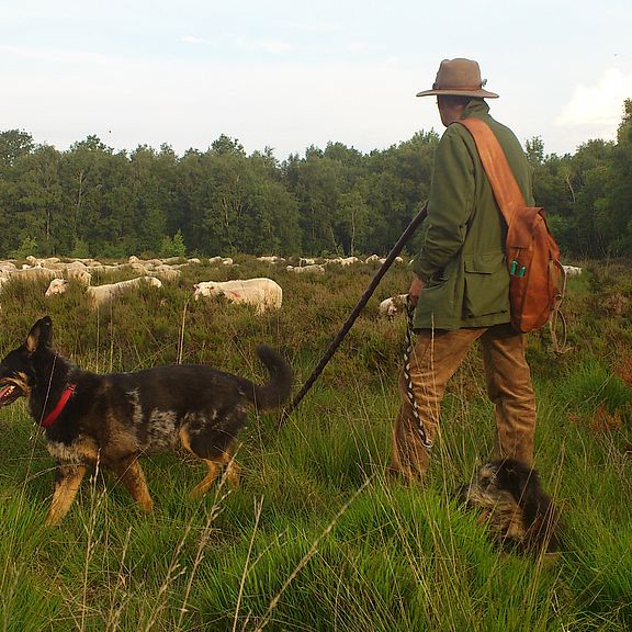 Ein Schäfer und seine zwei Hunde bewachen eine Moorschnuckenherde, die auf einer Heidefläche grast