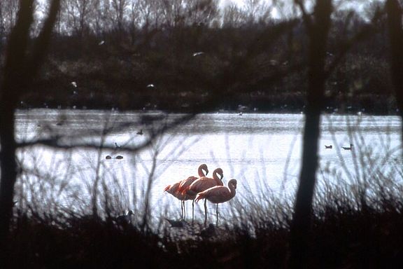 Flamingos_durch_Gestruepp_H_Duttmann_ZV2002.jpg  