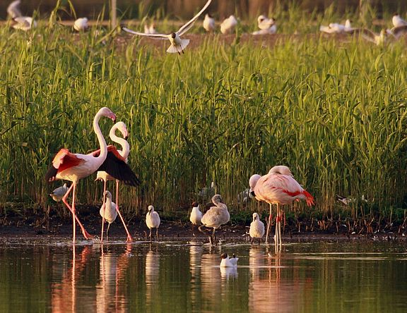 junge Flamingos am Rand des Lachmöwensees