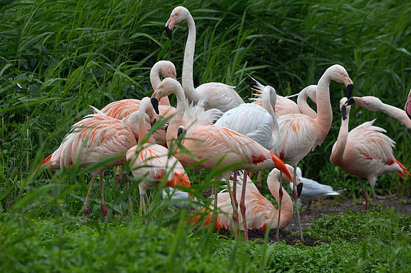 DSC_7258_Flamingos-in-Brutkolonie_C_Rueckriem.jpg  