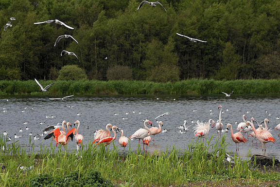 _A024118_Flamingos-balzend-im-Lachmoewensee_C_Rueckriem.jpg  