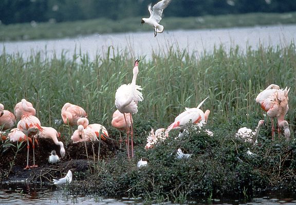 Eine Flamingogruppe sitzt auf ihren Nestern zwischen Schilf und Wasser und wird von einer Lachmöwe angegriffen