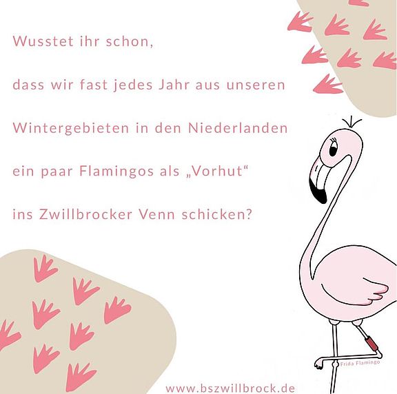 Friada_Flamingo_Vorhut.jpg  