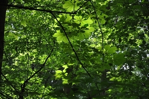 WaldStimmung_BSZ.jpg  