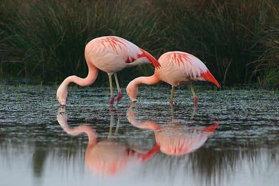 Flamingos bei der Nahrungssuche, (c) Stroetmann  