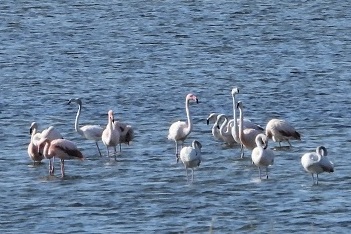 Rita_Swierstra_Flamingos_Grevelingenmeer_Sept2020.JPG  