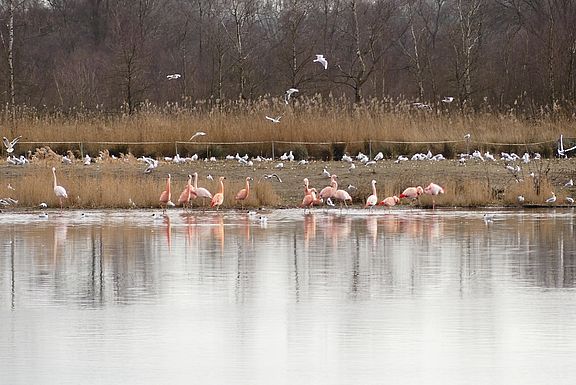 Flamingos_im_ZV_im_März_Hubert_Stroetmann.jpg  