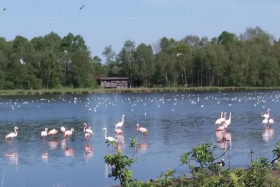 Viele Lachmöwen und Flamingos am See vom Zwillbrocker Venn  