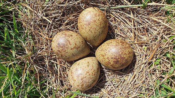 Brachvogel-Nest mit Eiern  