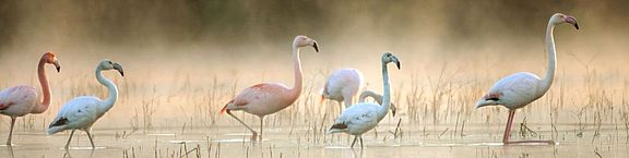 Sechs Flamingos warten im Morgentau durch flaches Wasser
