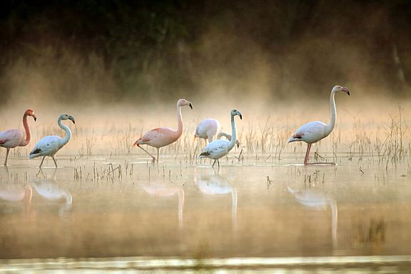 Sechs Flamingos warten im Morgentau durch flaches Wasser  