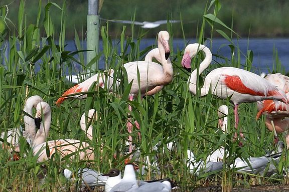 Flamingos_auf_den_Nestern_C._Rückriem.jpg  