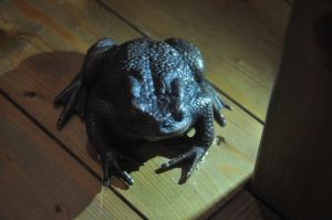 Ein Foto einer unechten Erdkröte aus der Ausstellung
