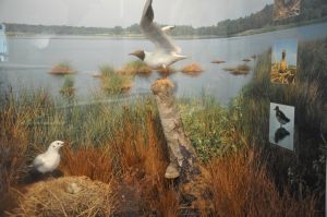 Ein Foto der nachgestellten Lachmöwen vor dem gleichnamigen See aus der Ausstellung